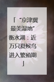 “京津冀最美湿地”衡水湖：近万只夏候鸟进入繁殖期