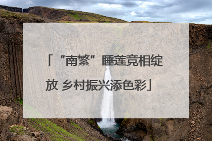 “南繁”睡莲竞相绽放 乡村振兴添色彩