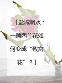 盐城响水：一颗西兰花如何变成“致富花”？