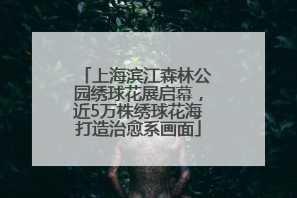 上海滨江森林公园绣球花展启幕，近5万株绣球花海打造治愈系画面