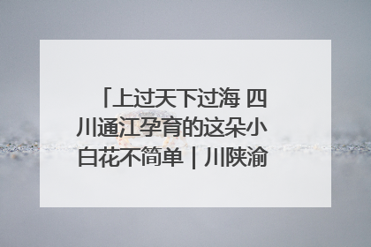 上过天下过海 四川通江孕育的这朵小白花不简单｜川陕渝网络名人巴中行