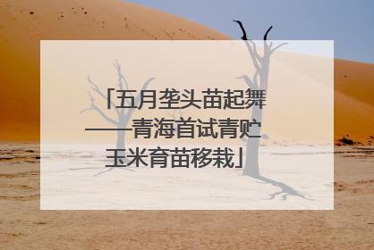 五月垄头苗起舞——青海首试青贮玉米育苗移栽