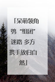 呆萌领角鸮“组团”迷路 多方携手放归自然