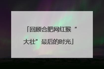 回顾合肥网红猴“大壮”最后的时光