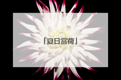 夏日赏荷