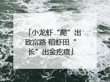 小龙虾“爬”出致富路 稻虾田“长”出金疙瘩
