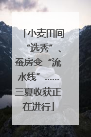 小麦田间“选秀”、蚕房变“流水线”……三夏收获正在进行