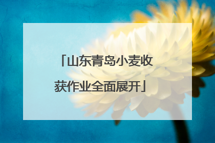 山东青岛小麦收获作业全面展开