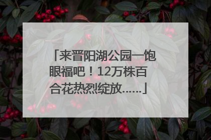 来晋阳湖公园一饱眼福吧！12万株百合花热烈绽放……