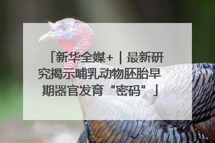 新华全媒+｜最新研究揭示哺乳动物胚胎早期器官发育“密码”