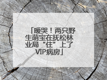 暖哭！两只野生萌宝在抚松林业局“住”上了VIP病房