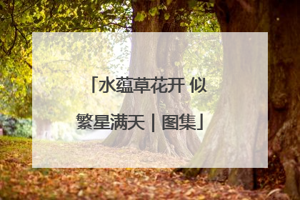 水蕴草花开 似繁星满天｜图集