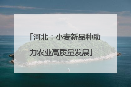 河北：小麦新品种助力农业高质量发展