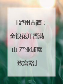 泸州古蔺：金银花开香满山 产业铺就致富路