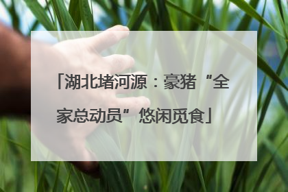 湖北堵河源：豪猪“全家总动员”悠闲觅食