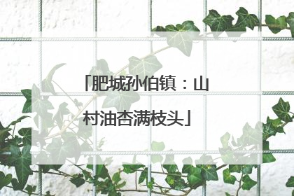 肥城孙伯镇：山村油杏满枝头