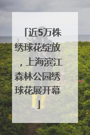 近5万株绣球花绽放,上海滨江森林公园绣球花展开幕