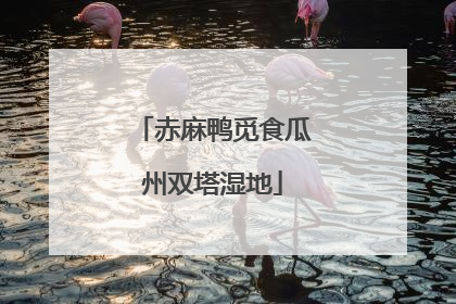 赤麻鸭觅食瓜州双塔湿地