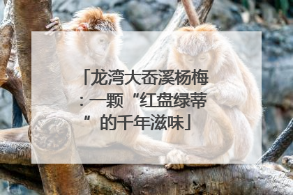 龙湾大岙溪杨梅：一颗“红盘绿蒂”的千年滋味